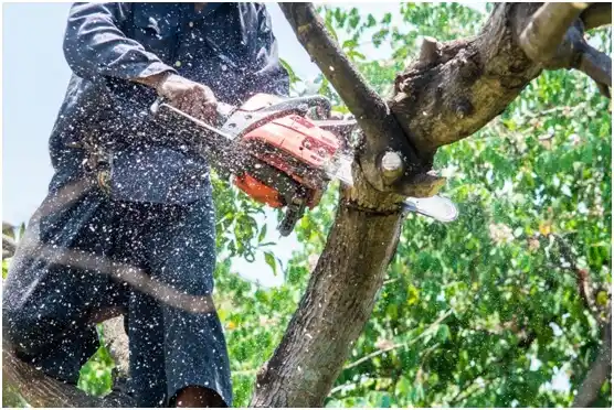 tree services San Angelo